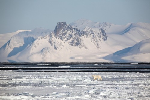 Niedźwiedź polarny - Arktyka, Spitsbergen