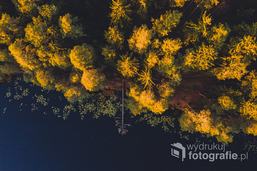 Zdjęcie przedstawia powalone, kilkudziesięciometrowe drzewo, leżące na brzegu jeziora w środku lasu.

Jezienne kolory, bezwietrzna pogoda i piękny zachód słońca.

Zapraszam do przeglądania innych prac w moim portfolio.