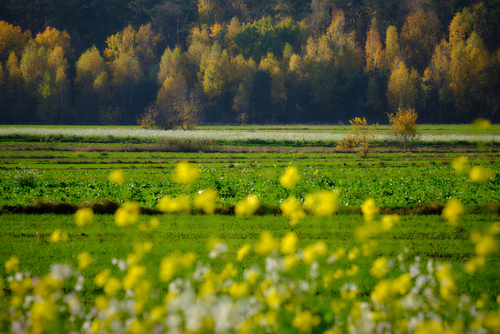 Fotografia przedstawia zewnętrzną granicę lasu w okolicy wsi Gręzówka na Równinie Łukowskiej w jesienny, słoneczny dzień.