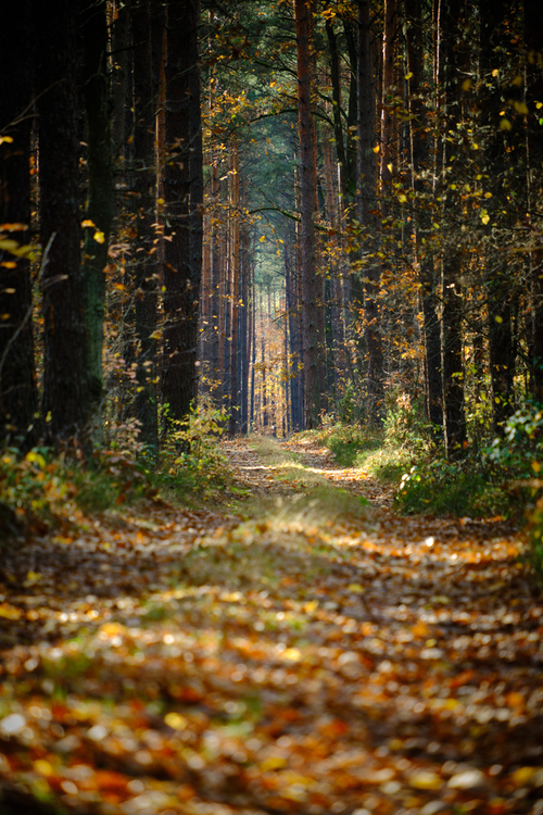 Fotografia przedstawia jesienną, leśną drogę w okolicy wsi Gręzówka na Równinie Łukowskiej.
