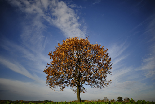 Fotografia przedstawia samotne drzewo na pograniczu województwa lubelskiego i mazowieckiego w jesienny, słoneczny dzień.