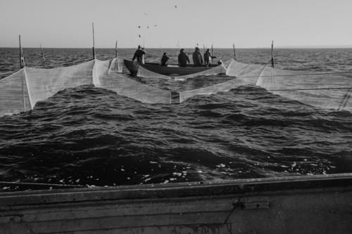 Rybacy podczas wyciągania sieci 