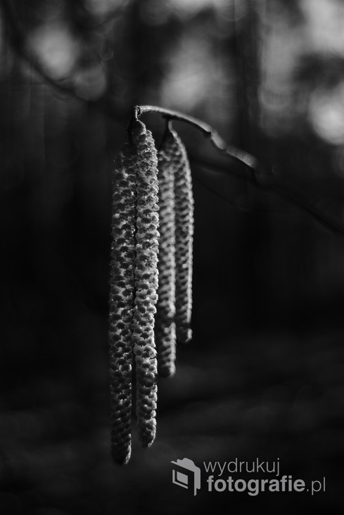 Zdjęcie pokazuje kwitnienie orzecha laskowego. Krzew często występuje w polskich lasach.
Fotografia wykonana obiektywem M42 Pentacon 29mm F2.8 