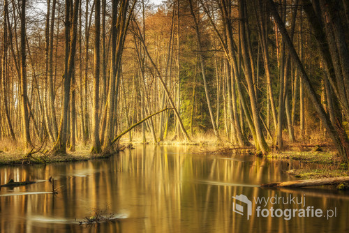 Rzeka Marózka w warmińskim lesie. Miejscowość Orzechowo koło Olsztynka.