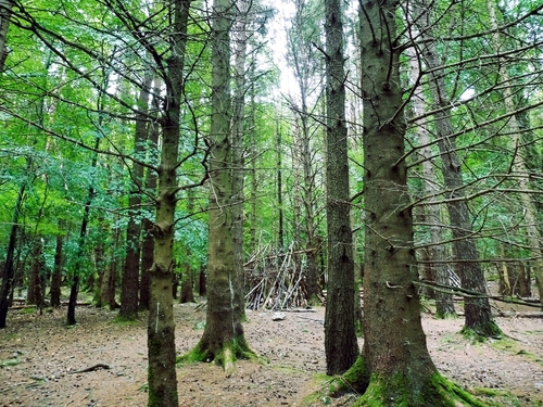 Las w Irlandii Południowej (Wicklow)