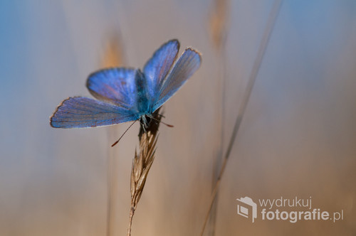 2013 rok, motyl modraszek, łąki w centralnej Polsce