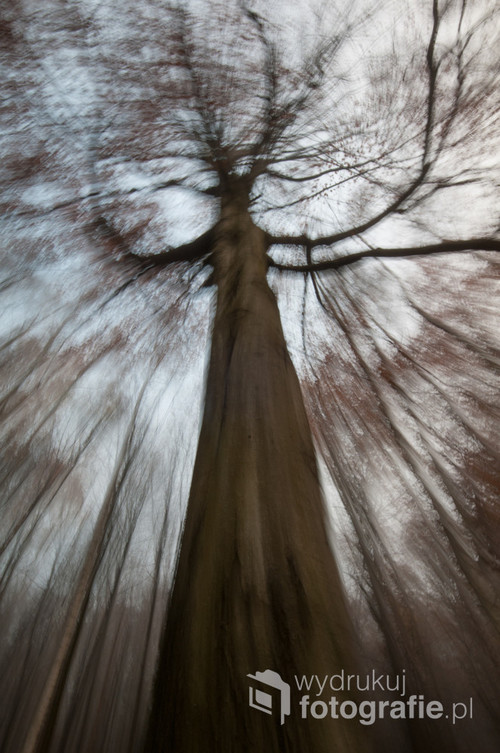 2012 rok, las Wiączyński, impresja na temat drzewa z wykorzystaniem techniki długiego czasu naświetlania w połączeniu z ruchem. Efekt ostateczny ociągnięty bez pomocy komputerowej obróbki.