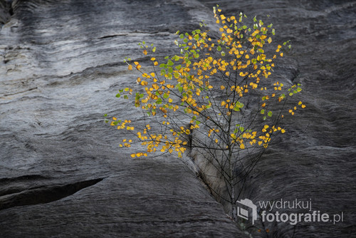 2015 rok, Góry Stołowe, brzoza w jesiennej szacie wyrastająca ze szczeliny w skale. Zdjęcie wyróżnione w konkursie na Fotografa Roku ZPFP oraz zamieszczone w albumie 