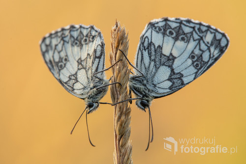 Dwa motyle z gatunku Polowiec szachownica oczekujące na ciepłe promienie porannego słońca na jednej z łąk