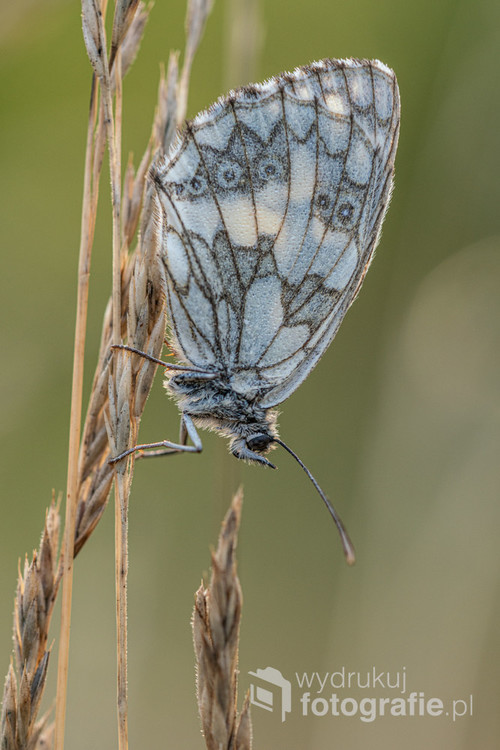 Motyl polowiec szachownica odpoczywający na trawie
