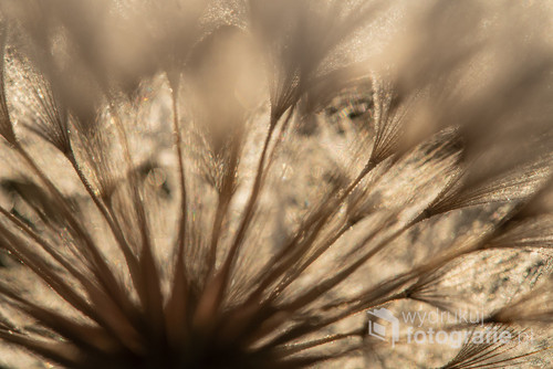 Zbliżenie na kwiat Tragopogon dubius (Kozibród olbrzymi) w kontrowym świetle wschodzącego słońca