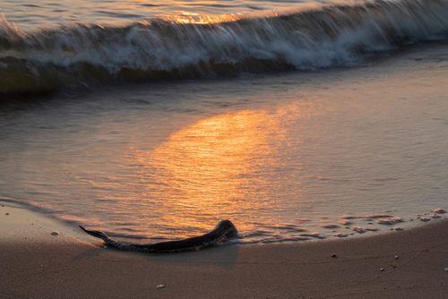 Konar wyrzucony przez batyckie fale na brzeg. Fotografia wykonana o świcie. 