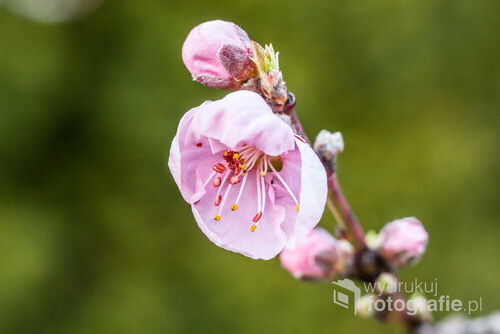 Kwitnące drzewa owocowe są nieodłączną częścią wiosennego krajobrazu Polski. Wyjątkowo atrakcyjne są w tym czasie kwiaty brzoskwini. 