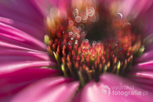 Zdjęcie przedstawia kwiat-jeżówkę w ujęciu makro. Bokeh powstał z kropli porannej rosy.
