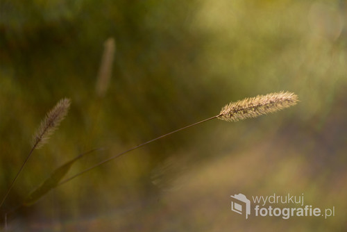 Nieco abstrakcyjne ujęcie jesiennej trawy, uchwyconej w promieniach październikowego słońca.