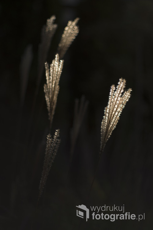 Oświetlone kłoski trawy. Zdjęcie zrobione we wrześniu.