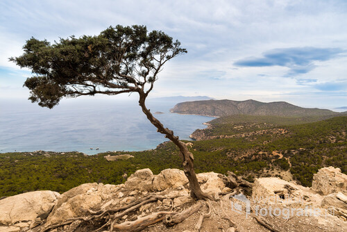 Zdjęcie zostało zrobione na wyspie Rodos, wiem, że drzewa oliwkowe są pacerne, ale to wyjątkowo mnie zafascynowało