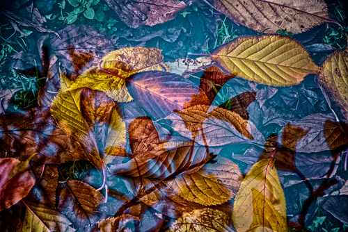 Ten widok zobaczyłam spacerując po lesie. Zachwyciły mnie kolorowe liście w wodzie i ich ułożenie