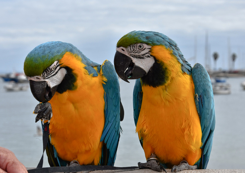 cudowne spotkanie z Marią i jej papugami w Portugalii