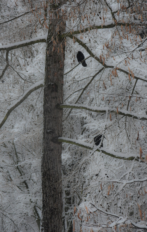 W zimowy dzień, trochę pochmurny, w warszawskim parku. Kruki siedzące na drzewie.
