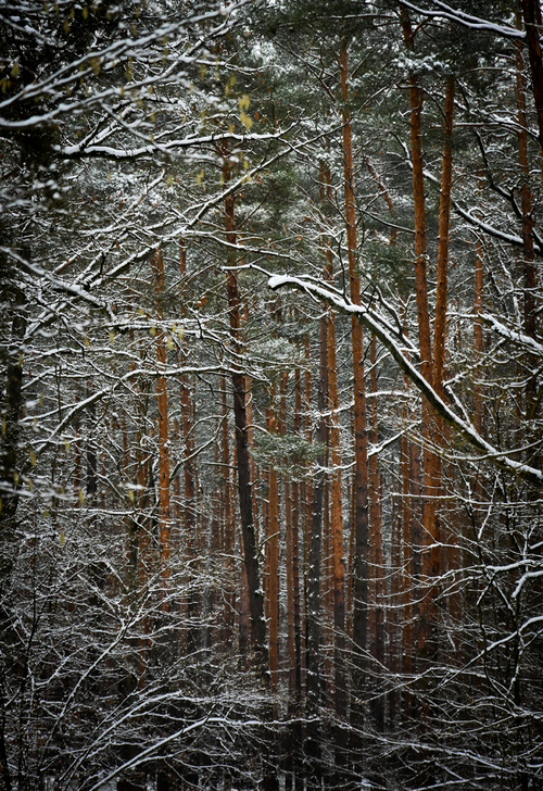 przepiękny las w pobliżu Warszawy.