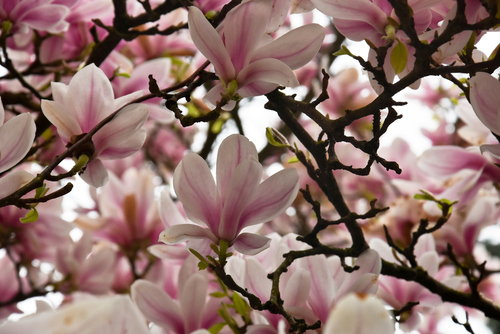 Kwiecień 2024 roku. Ujrzałam przepiękne magnolie. Przepiękne, różowe