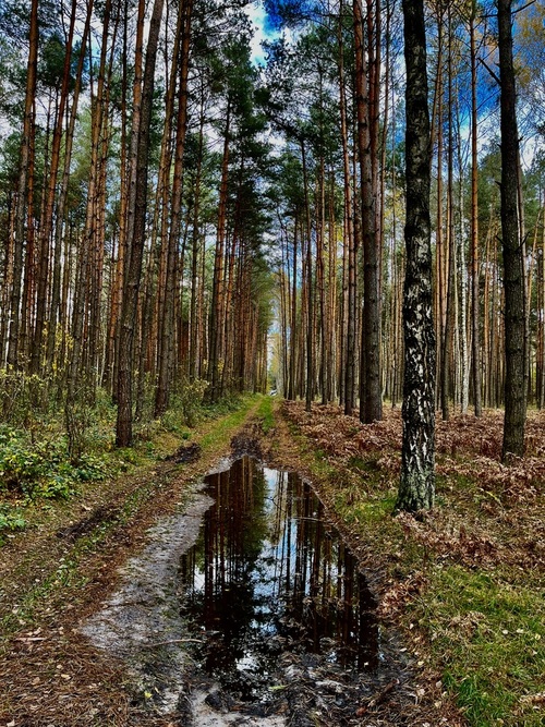 Zdjęcie wykonane jesienną porą w lesie