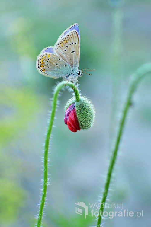 Zdjecie zrobione w ogrodzie, motyl na kwitnącym maku. Fotografia makro. Zdjecie dnia w serwisie fotograficznym.