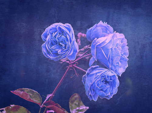 Fotomontaż z kilku zdjęć, zmiana kolorystyki. Główne zdjęcie róż wykonane w moim ogrodzie.