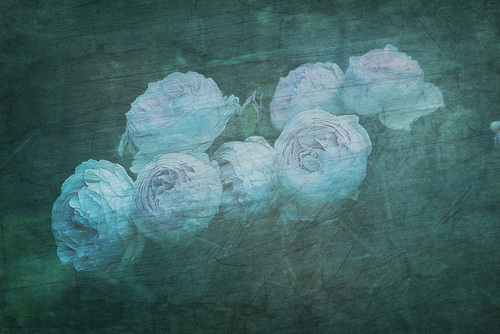 Niebieskie róże, fotomontaż z różnych zdjęć. Główny temat róże, zdjęcie zrobione w prywatnym ogrodzie.