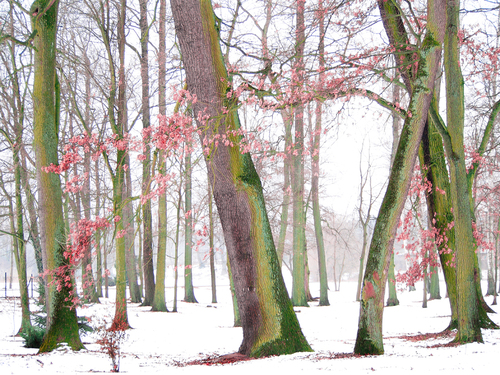 OLYMPUS DIGITAL CADrzewa w parku w porze zimowej. Zdjęcie zrobione w nieco mglisty poranek. Na drzewach na niektórych gałązkach widoczne wyschnięte listeczki. Pnie drzew od strony północnej przyozdobione mchem. Obraz o spokojnej pastelowej kolorystyce. Jedna z moich prac z naturą