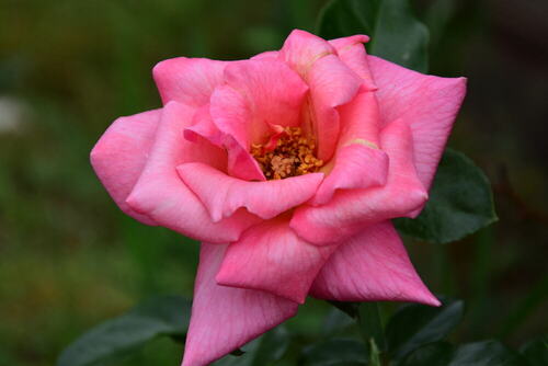 Fotografia różowa róża na ciemno zielnym tle, fotografia macro. Intensywnie różowa róża daje mocny akcent. Idealny obraz do salonu, sypialni, biura czy kawiarni. Piękny prezent dla osób kochających przyrodę a szczególnie kwiaty. 