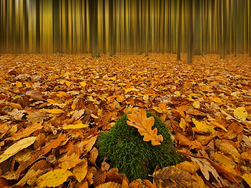 Jesienny las bukowy. Dębowy listek przywiany podmuchami wiatru, osiadł na pniaku porośniętym mchem.