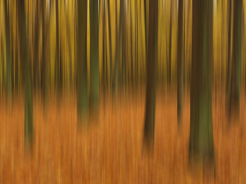 Jesienny las bukowy.
