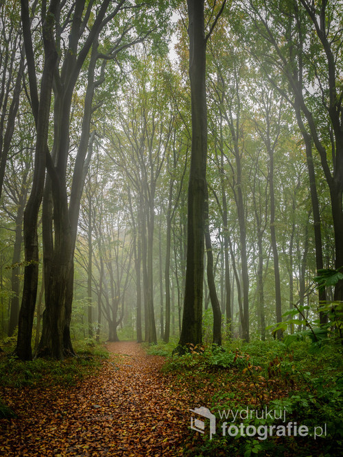 Zdjęcie powstało w nadmorskim lesie. Podczas wrześniowego spaceru w lesie unosiła się lekka mgła, co sprawiło, że zapanował tam niesamowity, tajemniczy klimat.