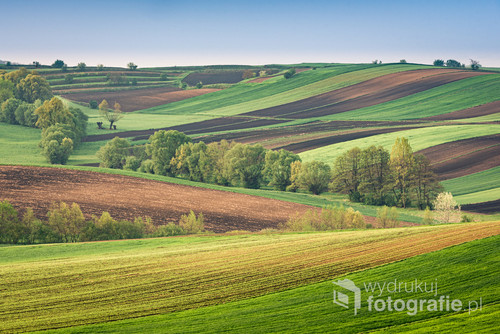 Malowniczy krajobraz Ponidzia - falujące się pola uprawne poprzetykane drzewami oświetlone nisko zawieszonym wiosennym słońcem.