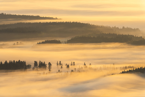 las w górach Bystrzyckich (Sudety) spowity w porannej mgle a z punktu widikowego położonego wyżej wglądało to jakbym był ponad chmurami