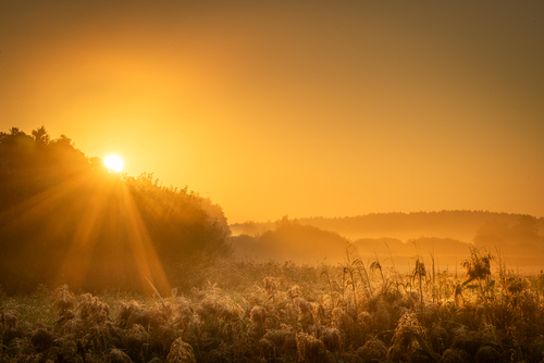 wschodzące słońce oraz lekka mgiełka nad łąkami w Kampinowskich Parku Narodowym sprawiły że tego poranka świat widziałem w złotych barwach