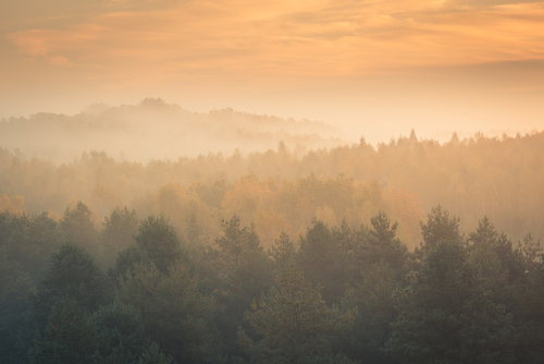 zdjęcie powstało podczas jesiennego wypad na jurę krakowsko-czestochowską, tego poranka nad lasem unosiła się mgla, która stworzyła magiczną atmosferę