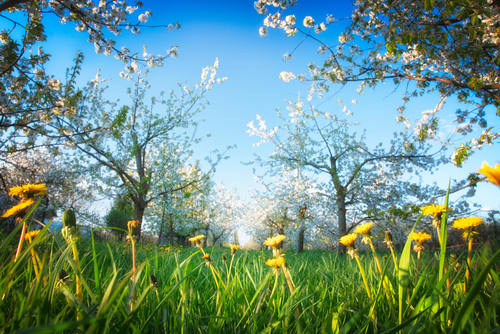 Wiosenny ogród pełen kwitnących drzew owocowych i mleczy. Wiosna w sadzie to wyjątkowo fotogeniczna pora roku.