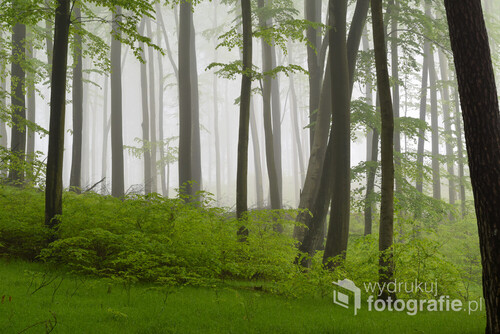 Fotografia przedstawia mglisty majowy las bukowy. 