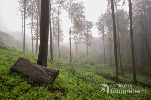 Fotografia przedstawia mglisty poranek w lesie. Zdjęcie wykonałem w maju, we wczesnych godzinach porannych. Lasy kaszubskie. 