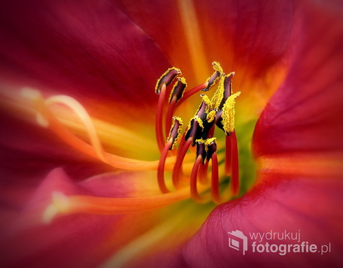 Zdjęcie przedstawia wnętrze tulipana