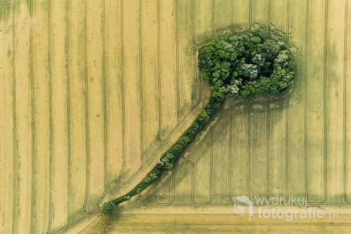 W poszukiwaniu ciekawych kształtów ukrytych w polach gdzieś w okolicach Otmuchowa.
Zdjęcie wykonane dronem.