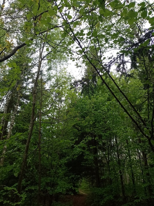 Zdjęcie zostało zrobione pare dni temu poprzez pójście na spacer. Pokazuje las ,w którym można się wyciszyć , w którym można przemyśleć swoje myśli.