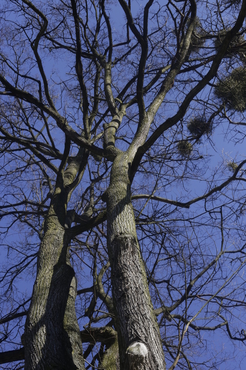 OLYMPUS DIGITAL CAMERA. Zdjęcie było robione w parku gdy była wiosna. Przedstawia gałęzie, które ma drzewo, zdjęcie zostało zrobione z dołu. W sumie opisuje uczucia człowieka, który nie potrafi się odnaleźć w swoich problemach i ma labirynt w głowie.