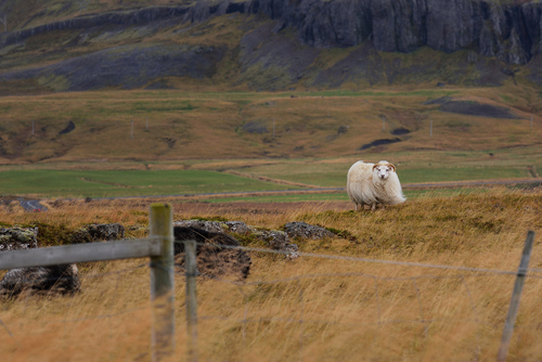 Samotna, zamyślona islandzka owca, stojąca na tle skalistych gór w pochmurny dzień. 