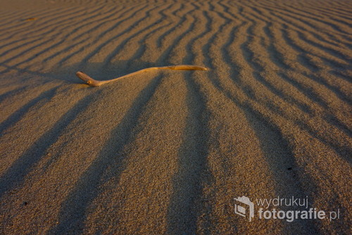 Fale z piasku ozłocone zachodzącym słońcem na jednej z plaż Mierzei Wiślanej, Polska