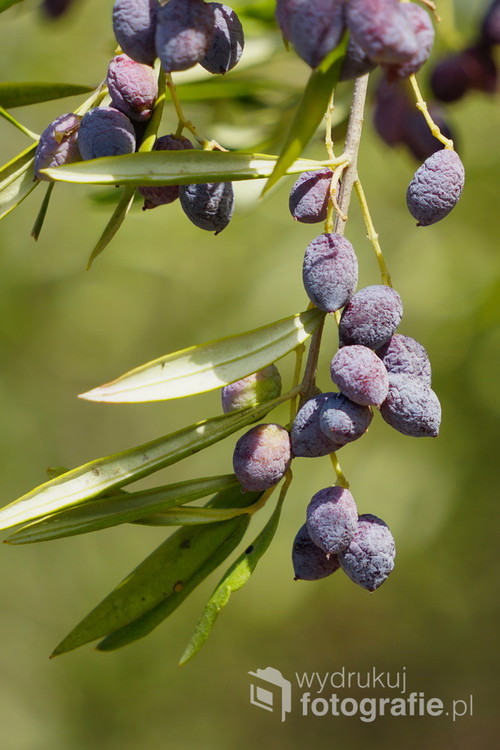 Dojrzewające oliwki w gajach oliwnych na Krecie