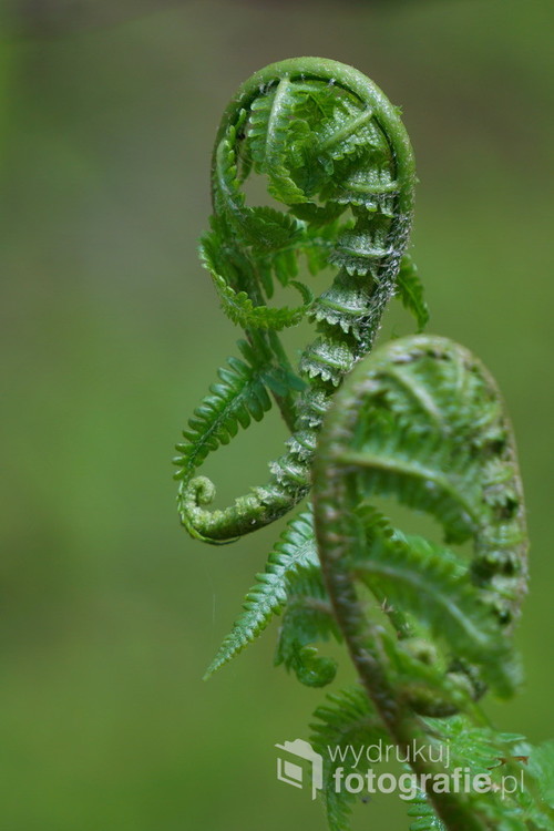 Młode liście paproci oczarowują swymi kształtami